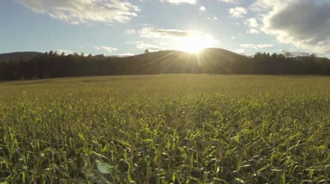 Cornfield flyover_3 스톡 동영상 31032709