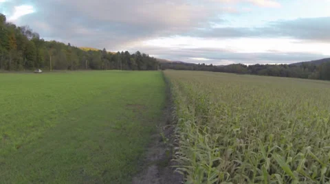 Cornfield flyover_4 스톡 동영상 31033258