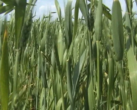 Cornfield Stock-Footage 157918