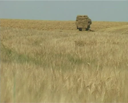 Cornfield Stock Footage 876899