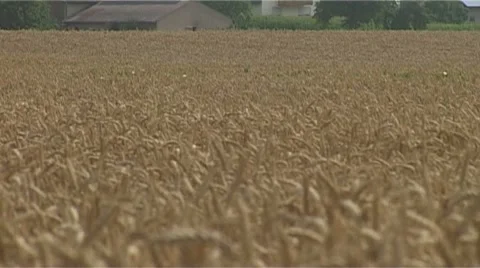 Cornfield Video stock 987861