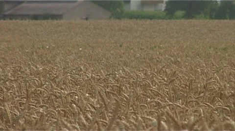Cornfield Stock Footage 987864