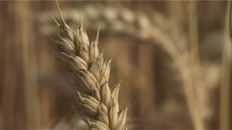 Cornfield Video stock 987869