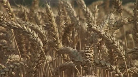 Cornfield Stock Footage