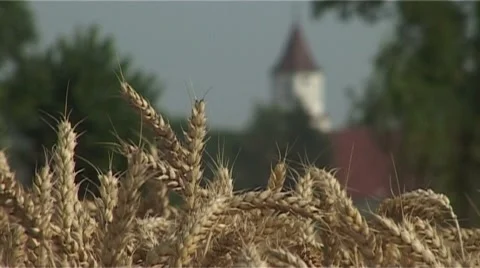 Cornfield Video stock 987876