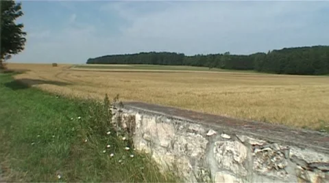 Cornfield Stock Footage 987884