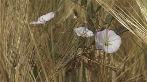 Cornfield Stock Footage 987888