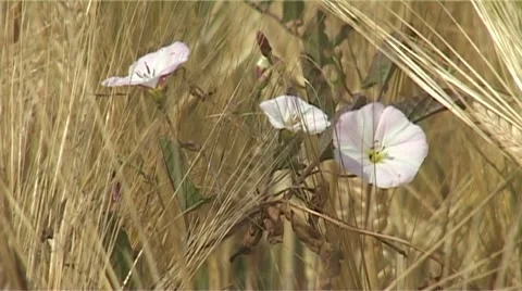 Cornfield Video stock 987890