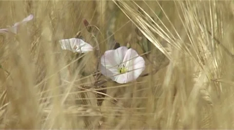 Cornfield Stock Footage 987895