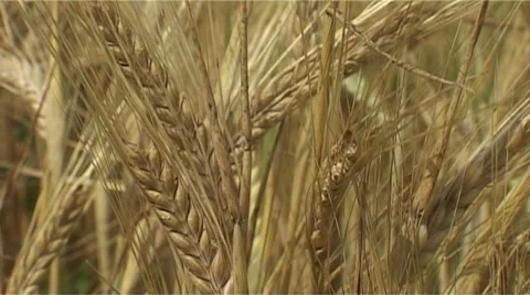 Cornfield Stock Footage 987900