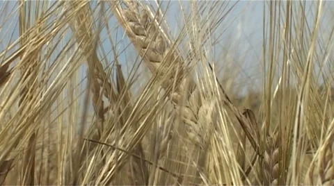 Cornfield Stock Footage