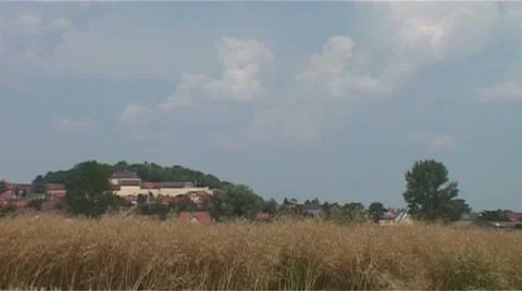 Cornfield Stock Footage