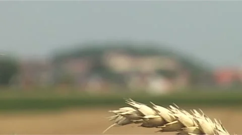 Cornfield Stock Footage