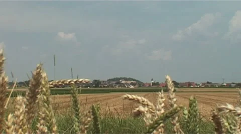 Cornfield Stock Footage 987923