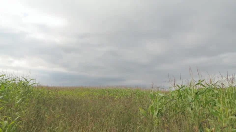 Cornfield Stock-Footage 1064563