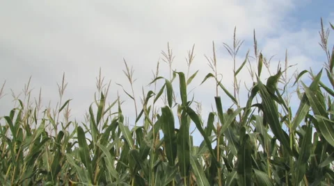 Cornfield Stock-Footage 1064599