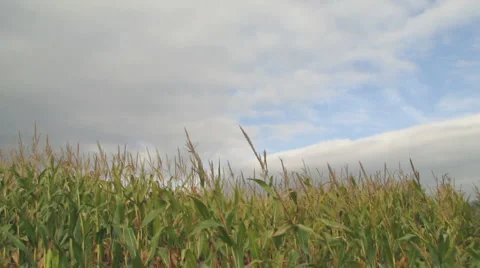Cornfield Stock-Footage 1064604