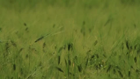 Cornfield Stock Footage 6106069