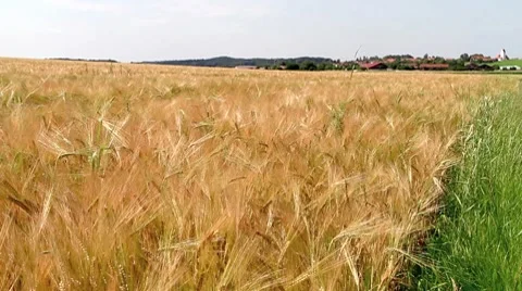 Cornfield Video stock 7755032