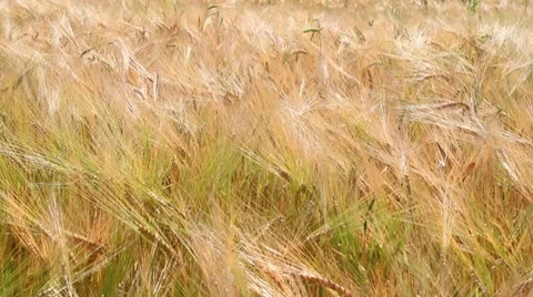 Cornfield Stock Footage 7755332