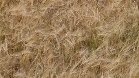 Cornfield Vídeos de archivo 8658506