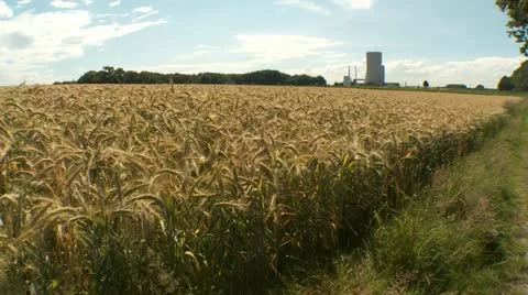 Cornfield Stock Footage 11355908
