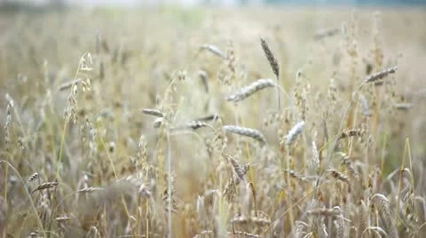 Cornfield Stock Footage 12018914