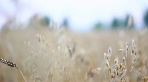 Cornfield Stock Footage 12018920