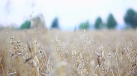 Cornfield 스톡 동영상 12018939