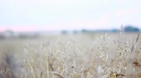 In The Cornfield Stock Footage 12019187