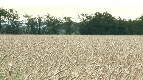 Cornfield Stock Footage 22538402