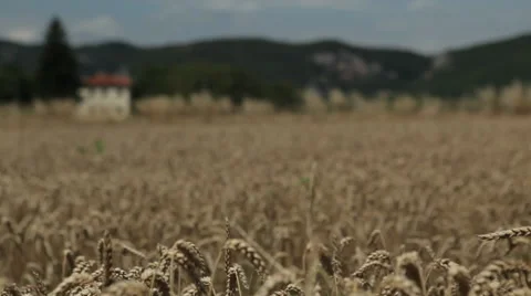 Cornfield Stock Footage 40225178