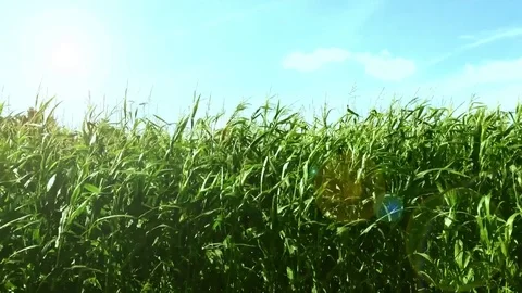Cornfield Stock Footage 78040307