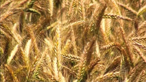 Cornfield 库存影片 85688290