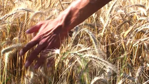 Cornfield 库存影片 85689340