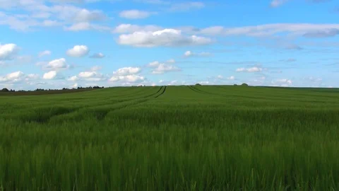 Cornfield Vidéo 85689931