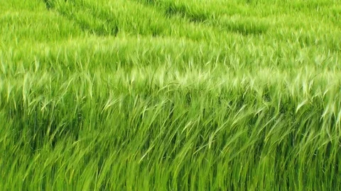 Cornfield 動画素材 85689954