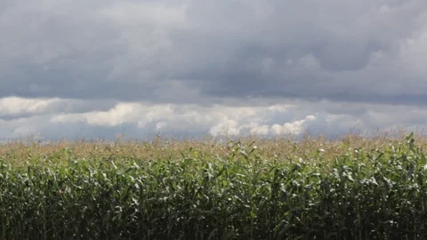 Cornfield Stock Footage