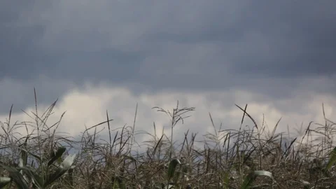 Cornfield Stock Footage 87642460
