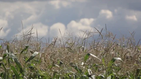 Cornfield Stock Footage 87642493