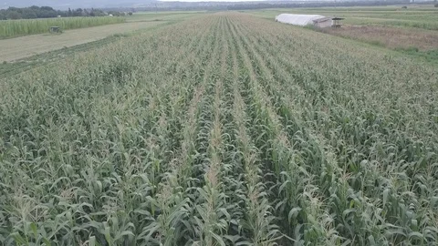 Cornfield Stock Footage 94367147