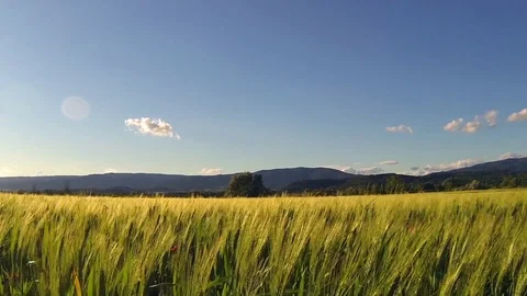 Cornfield Stock Footage 98679903