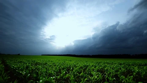 Cornfield Stock Footage 100661395