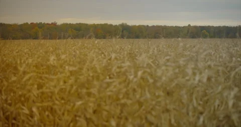 Cornfield Stock Footage 142144074