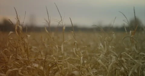 Cornfield Stock Footage 142181283
