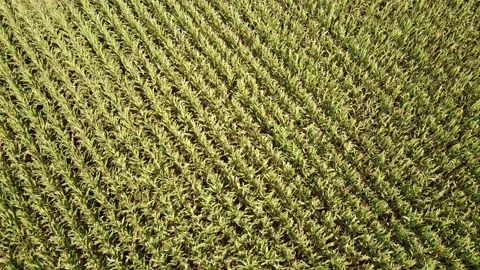 Cornfield 動画素材 152521996
