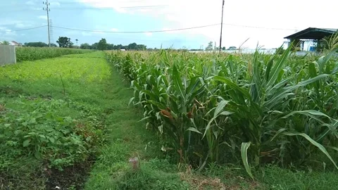 Cornfield Stock Footage 219779196