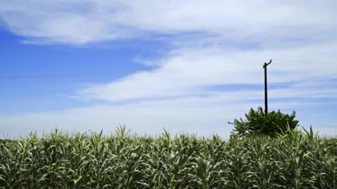 Cornfield Stock Footage 228676635
