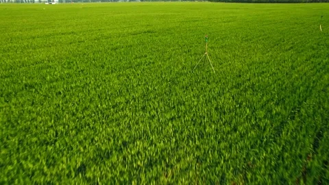 Cornfield Stock Footage 239726135