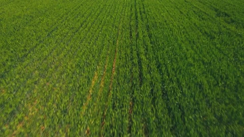 Cornfield Stock Footage 239726166